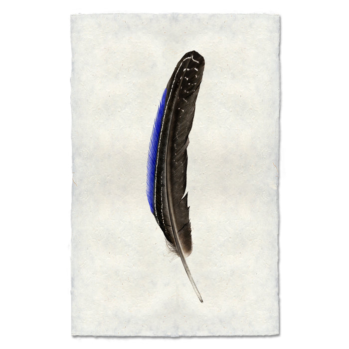 Guinea Fowl colored feather wall art print — fine art feather photography on handmade paper, San Francisco