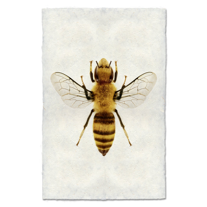 Honey Bee bee wall art print — fine art bee photography on handmade paper, San Francisco