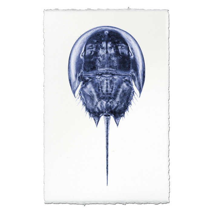 Horseshoe Crab coastal wall art print — fine art coastal photography on handmade paper, San Francisco