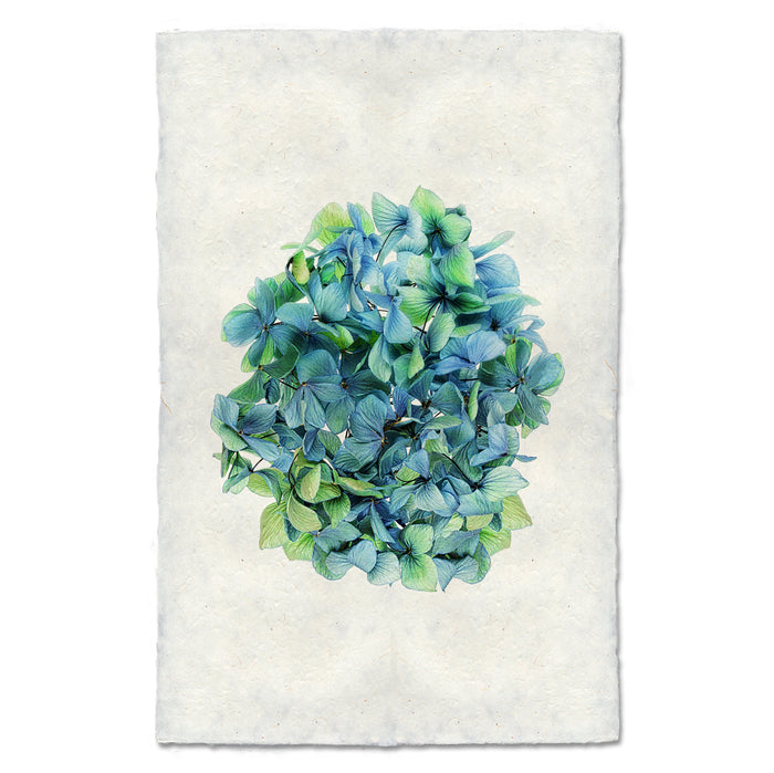 Hydrangeas #2