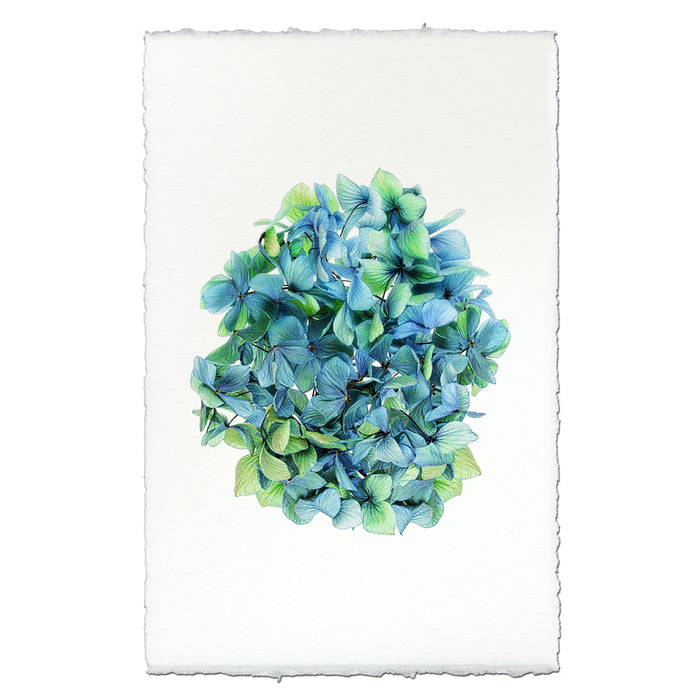 Hydrangeas #2