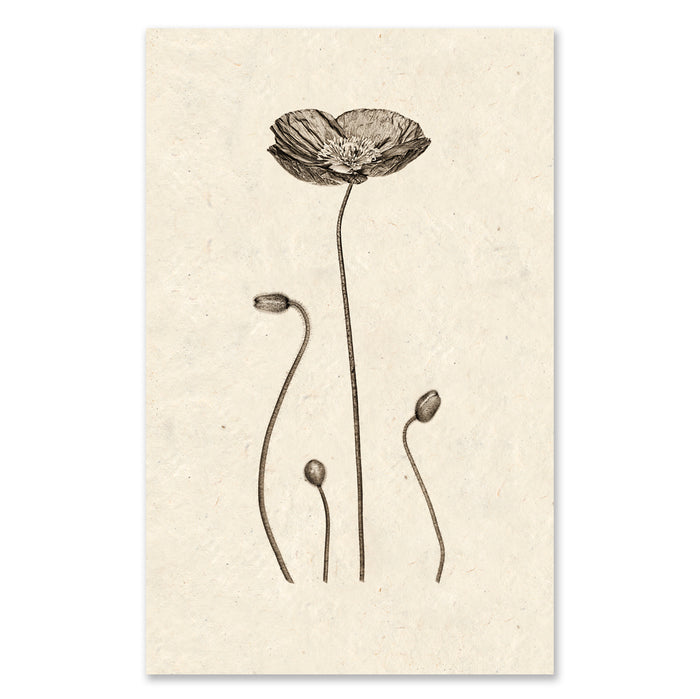 Iceland Poppy - grand format - 40x60" single sheet rag (natural)