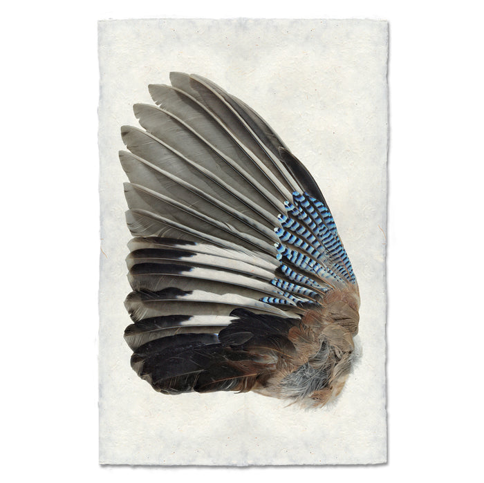 Jay Wing (Left) nature wall art print — fine art nature photography on handmade paper, San Francisco