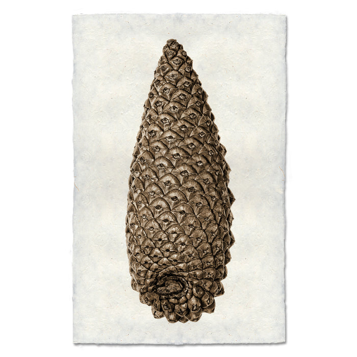 Knobcone Pine earthy wall art print — fine art Organic photography on handmade paper, San Francisco