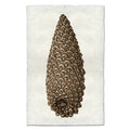 Knobcone Pine earthy wall art print — fine art Organic photography on handmade paper, San Francisco