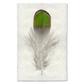 Lady Amherst Pheasant colored feather wall art print — fine art feather photography on handmade paper, San Francisco