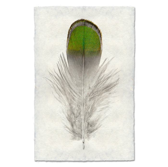 Lady Amherst Pheasant colored feather wall art print — fine art feather photography on handmade paper, San Francisco