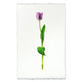 Lavender Tulip