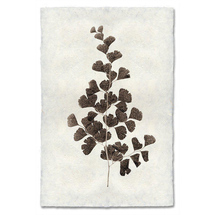 Leaf Study #1 natural forms wall art print — fine art natural forms photography on handmade paper, San Francisco