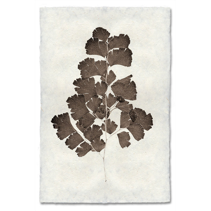 Leaf Study #2 natural forms wall art print — fine art natural forms photography on handmade paper, San Francisco