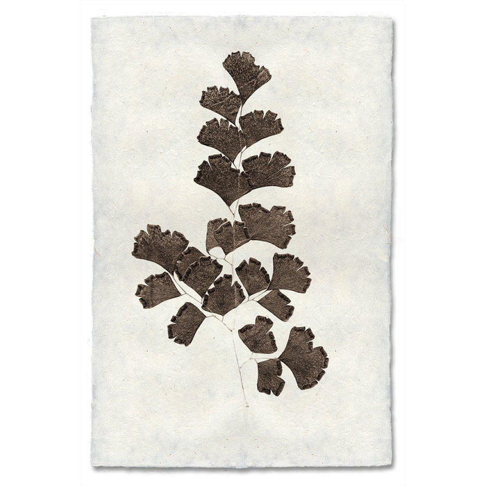 Leaf Study #3 natural forms wall art print — fine art natural forms photography on handmade paper, San Francisco
