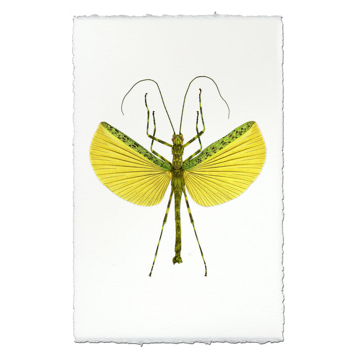 Lemon & Lime Stick Bug