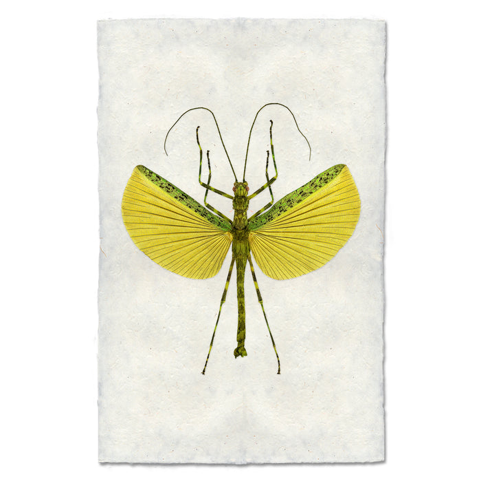 Lemon & Lime Stick Bug