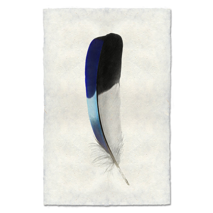 Lilac-Breasted Roller colored feather wall art print — fine art feather photography on handmade paper, San Francisco