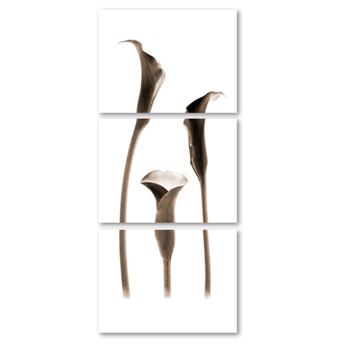 Lilies Trilogy