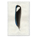 Magpie colored feather wall art print — fine art feather photography on handmade paper, San Francisco