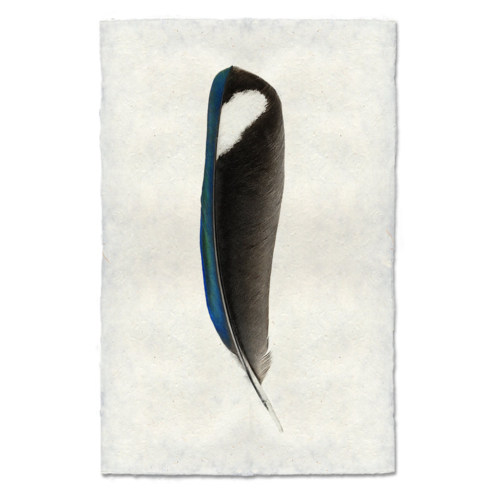 Magpie colored feather wall art print — fine art feather photography on handmade paper, San Francisco