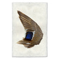 Mallard Duck Wing (Left) nature wall art print — fine art nature photography on handmade paper, San Francisco