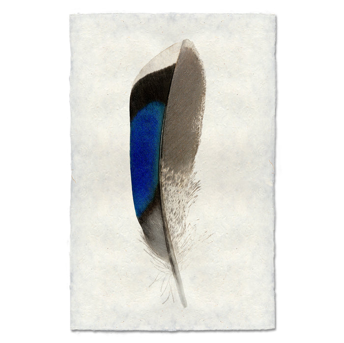Mallard Duck colored feather wall art print — fine art feather photography on handmade paper, San Francisco