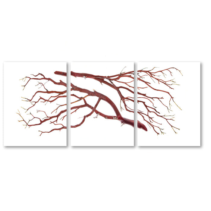 Manzanita Trilogy