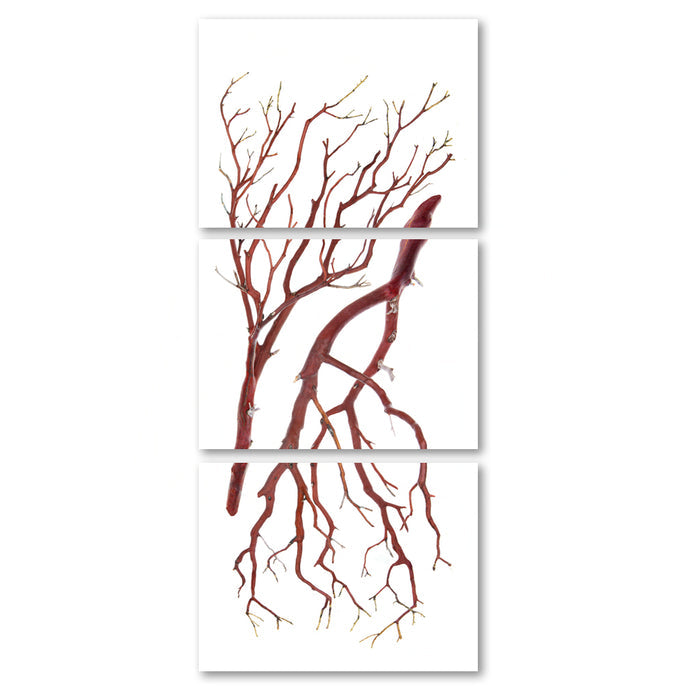 Manzanita Trilogy