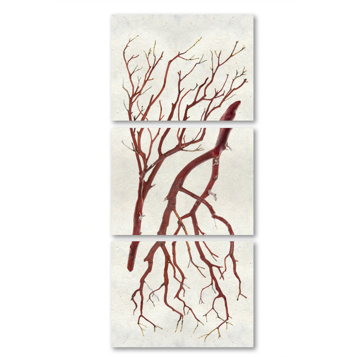 Manzanita Trilogy