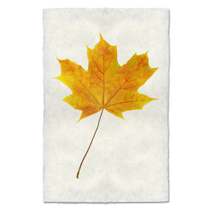 Maple #2 fall leaves wall art print — fine art botanical photography on handmade paper, San Francisco