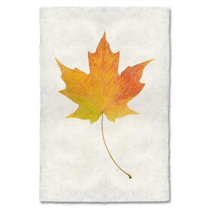Maple fall leaves wall art print — fine art botanical photography on handmade paper, San Francisco