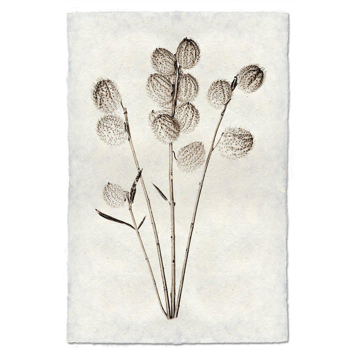 Milkweed natural forms wall art print — fine art natural forms photography on handmade paper, San Francisco