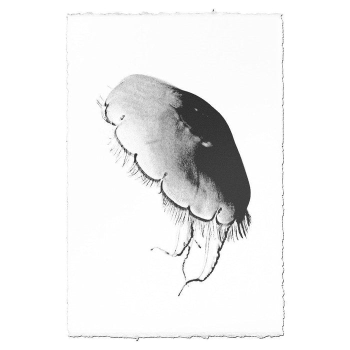 Moon Jelly