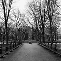 Naked Trees - Central Park, NY