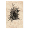 Nest Study #12