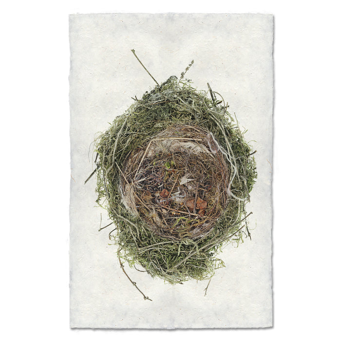 Nested In Lichen bird's nest wall art print — fine art avian photography on handmade paper, San Francisco