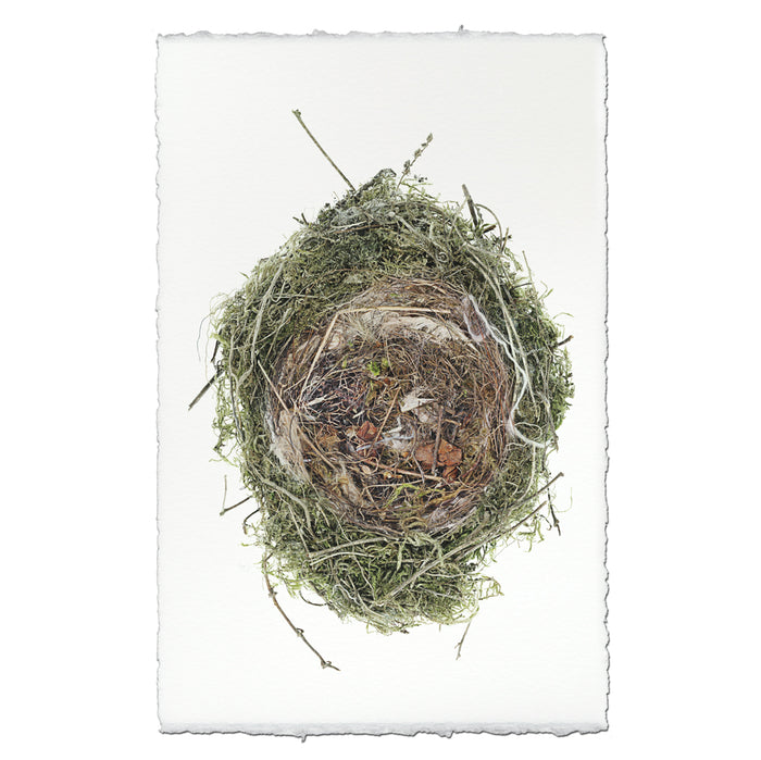Nested In Lichen