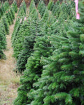 Non-Drop Christmas Tree