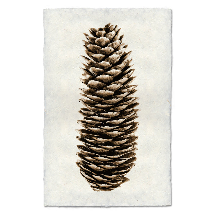 Norway Spruce earthy wall art print — fine art Organic photography on handmade paper, San Francisco