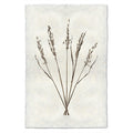 Oat Form natural forms wall art print — fine art natural forms photography on handmade paper, San Francisco