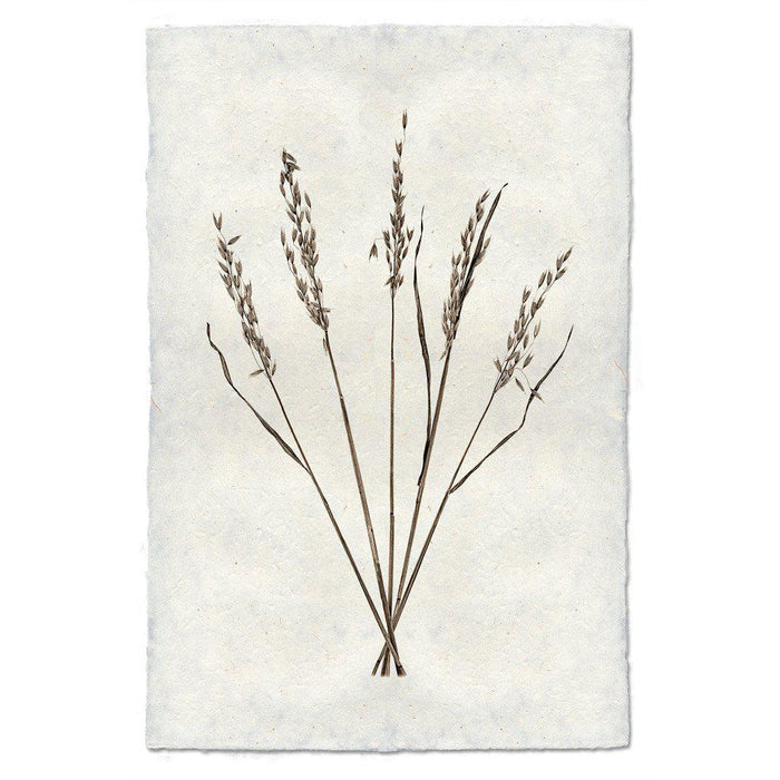 Oat Form natural forms wall art print — fine art natural forms photography on handmade paper, San Francisco
