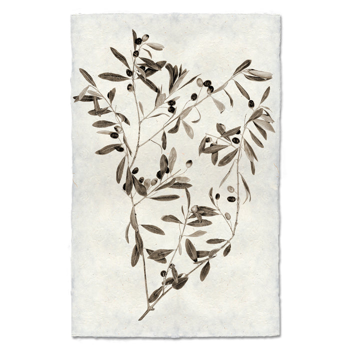 Olive Branch natural forms wall art print — fine art natural forms photography on handmade paper, San Francisco