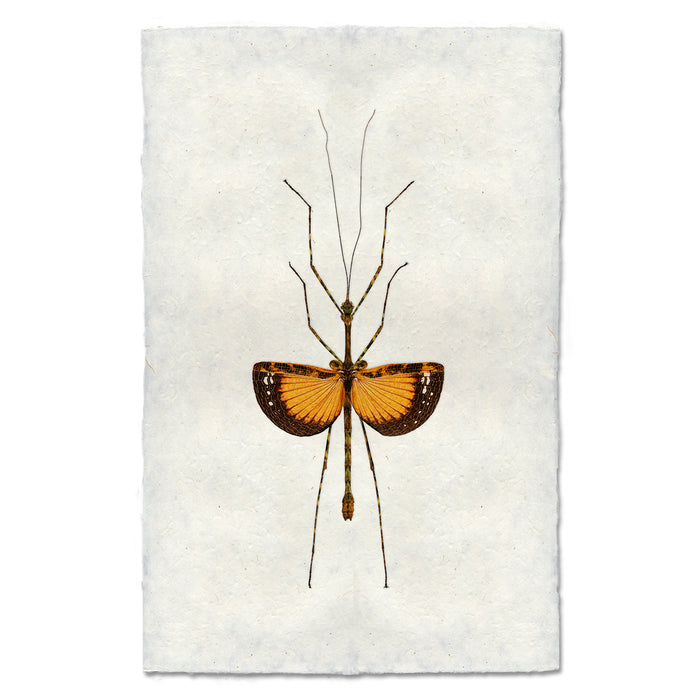 Orange Stick Bug