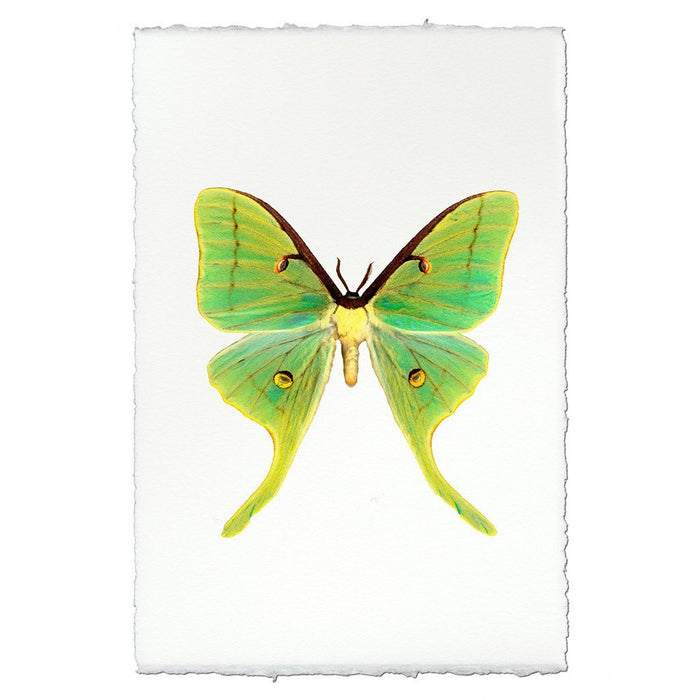 Papilionoidea #3