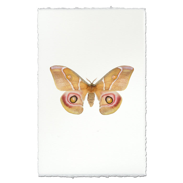Papilionoidea #5