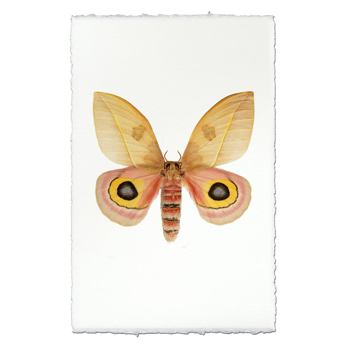 Papilionoidea #7