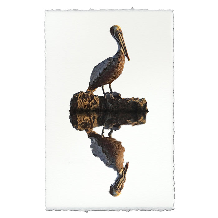 Pelican coastal wall art print — fine art coastal photography on handmade paper, San Francisco
