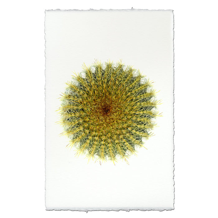 Pin Cactus