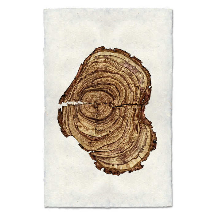 Plum Wood #2 wood slice wall art print — fine art Organic photography on handmade paper, San Francisco