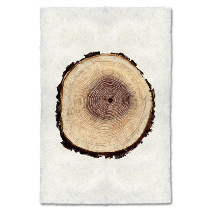 Poplar wood slice wall art print — fine art Organic photography on handmade paper, San Francisco