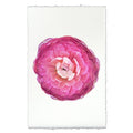 Purple Ranunculus