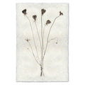 Queen Anne's natural forms wall art print — fine art natural forms photography on handmade paper, San Francisco