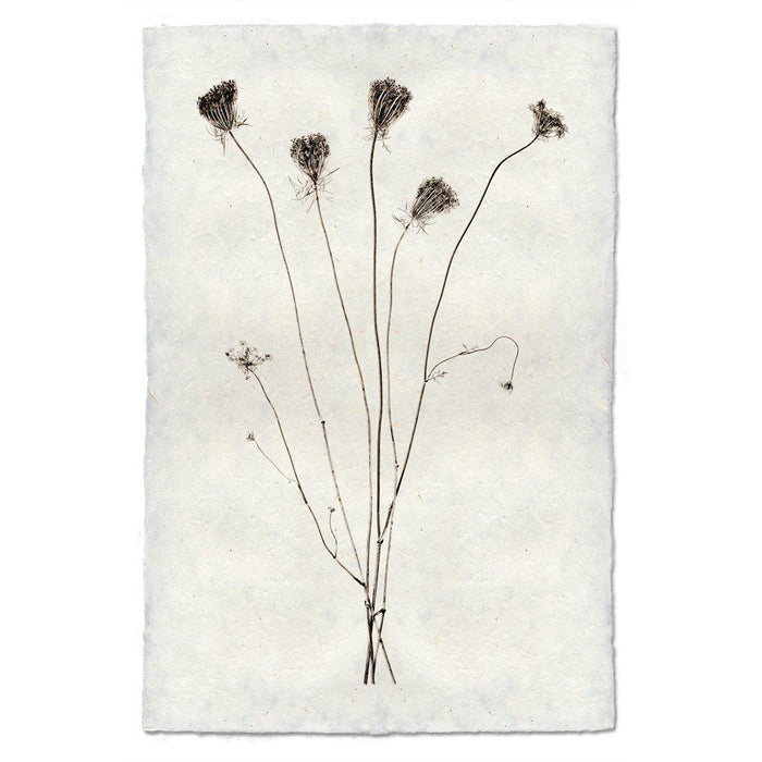 Queen Anne's natural forms wall art print — fine art natural forms photography on handmade paper, San Francisco